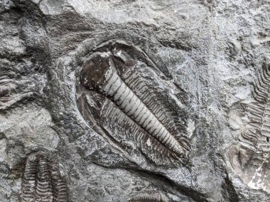 Çok iyi korunmuş bir trilobit fosili, Paleozoik çağdan kalma antik bir deniz eklembacaklısını temsil ediyor, Dünya 'nın erken yaşamını anlamada önemli bir parça..