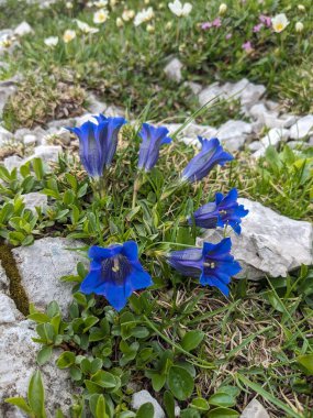 Yaz mevsiminde Slovenya 'nın Logar Vadisi' nde çiçek açan çayır çiçeklerinin makro yakın çekimi. Dağlar.