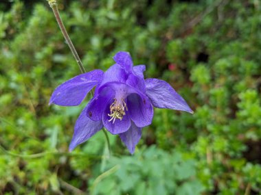 Yaz mevsiminde Slovenya 'nın Logar Vadisi' nde çiçek açan çayır çiçeklerinin makro yakın çekimi. Dağlar.