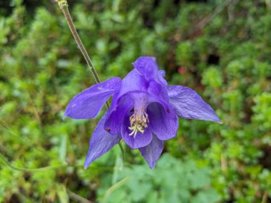 Yaz mevsiminde Slovenya 'nın Logar Vadisi' nde çiçek açan çayır çiçeklerinin makro yakın çekimi. Dağlar.
