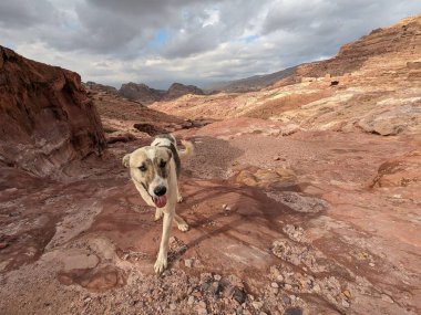Ürdün Patikası Dana Vadisi 'nden Petra' ya ve Wadi Rum.Wadi Rum Çölü 'ne, Ürdün. Kızıl çöl ve Jabal Al Qattar dağları, Arabistan