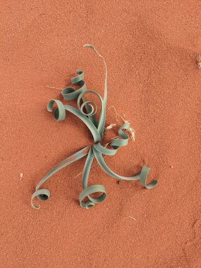 Ürdün Patikası Dana Vadisi 'nden Petra' ya ve Wadi Rum.Wadi Rum Çölü 'ne, Ürdün. Kızıl çöl ve Jabal Al Qattar dağları, Arabistan