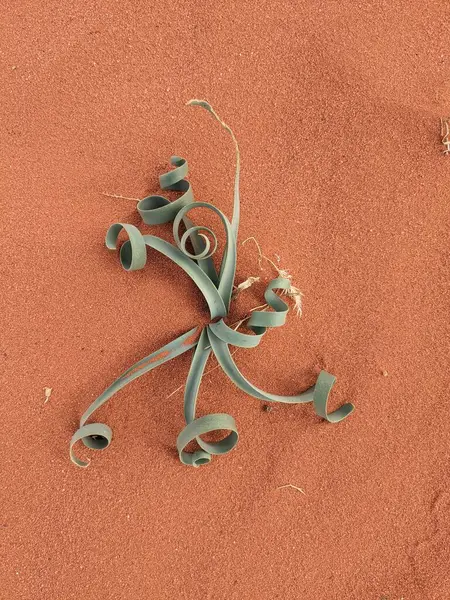 Ürdün Patikası Dana Vadisi 'nden Petra' ya ve Wadi Rum.Wadi Rum Çölü 'ne, Ürdün. Kızıl çöl ve Jabal Al Qattar dağları, Arabistan