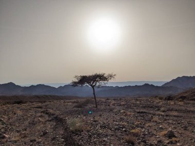 Ürdün Patikası Dana Vadisi 'nden Petra' ya ve Wadi Rum.Wadi Rum Çölü 'ne, Ürdün. Kızıl çöl ve Jabal Al Qattar dağları, Arabistan