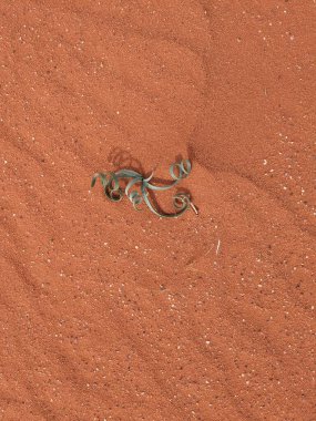 Wadi Rum Desert, Jordan. The red desert and Jabal Al Qattar mountain.Where some famous movies where shot,Star Wars,Lawrence of Arabia.