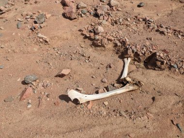 Ürdün Patikası Dana Vadisi 'nden Petra' ya ve Wadi Rum.Wadi Rum Çölü 'ne, Ürdün. Kızıl çöl ve Jabal Al Qattar dağları, Arabistan