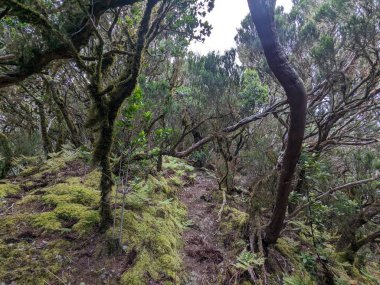 Tenerife Panorama manzarası, İspanya 'nın Kanarya Adaları' ndaki Tenerife Adası 'ndaki yürüyüş gezilerinden güzel doğa manzaralı dağlar.