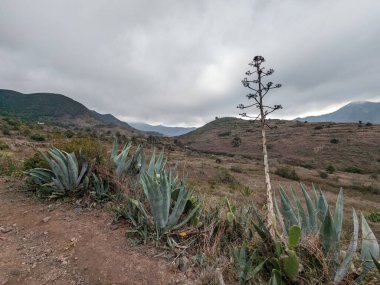 Tenerife Panorama manzarası, İspanya 'nın Kanarya Adaları' ndaki Tenerife Adası 'ndaki yürüyüş gezilerinden güzel doğa manzaralı dağlar.