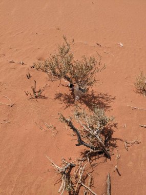 Turuncu renkli kum desenli arka plan. Wadi Rum Çölü, Ürdün, Arabistan manzaralı güzel manzara, çölde kırmızı portakallı kuma yakın çekim