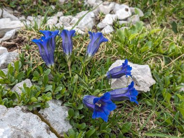 Yaz mevsiminde Slovenya 'nın Logar Vadisi' nde çiçek açan çayır çiçeklerinin makro yakın çekimi. Dağlar.