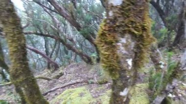 Adanın çeşitli Kanarya Adaları manzarasını gösteren volkanik arazi, yemyeşil ve okyanus manzaralı Tenerife manzara manzarası.