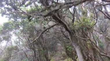 Adanın çeşitli Kanarya Adaları manzarasını gösteren volkanik arazi, yemyeşil ve okyanus manzaralı Tenerife manzara manzarası.