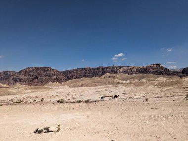 Ürdün Patikası Dana Vadisi 'nden Petra' ya ve Wadi Rum.Wadi Rum Çölü 'ne, Ürdün. Kızıl çöl ve Jabal Al Qattar dağları, Arabistan