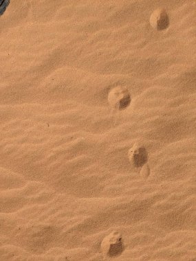 Ürdün Patikası Dana Vadisi 'nden Petra' ya ve Wadi Rum.Wadi Rum Çölü 'ne, Ürdün. Kızıl çöl ve Jabal Al Qattar dağları, Arabistan