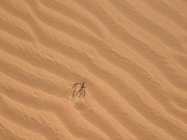 Turuncu renkli kum desenli arka plan. Wadi Rum Çölü, Ürdün, Arabistan manzaralı güzel manzara, çölde kırmızı portakallı kuma yakın çekim