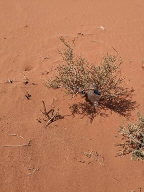 Turuncu renkli kum desenli arka plan. Wadi Rum Çölü, Ürdün, Arabistan manzaralı güzel manzara, çölde kırmızı portakallı kuma yakın çekim
