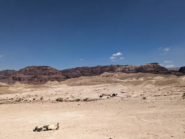 Ürdün Patikası Dana Vadisi 'nden Petra' ya ve Wadi Rum.Wadi Rum Çölü 'ne, Ürdün. Kızıl çöl ve Jabal Al Qattar dağları, Arabistan