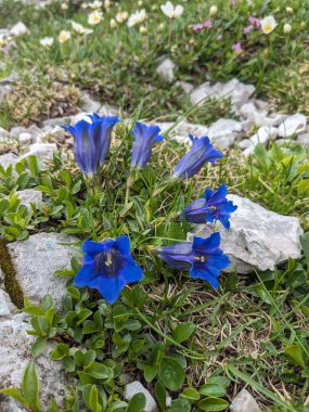 Yaz mevsiminde Slovenya 'nın Logar Vadisi' nde çiçek açan çayır çiçeklerinin makro yakın çekimi. Dağlar.