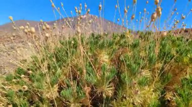 Panorama, Tenerife Adası 'ndaki Pico del Teide volkanı muhteşem Kanarya Adaları volkanik dağlarını açık hava yürüyüşü İspanya' yı gösteriyor..