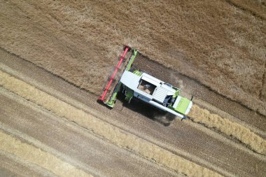 Claas Lexion 550, buğday tarlasında çalışan biçerdöveri birleştirin.