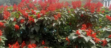 Güzel botanik fotoğrafı, doğal duvar kağıdı.