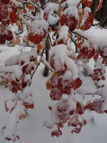 Первый Снег Грушевых Листьях — стоковое фото