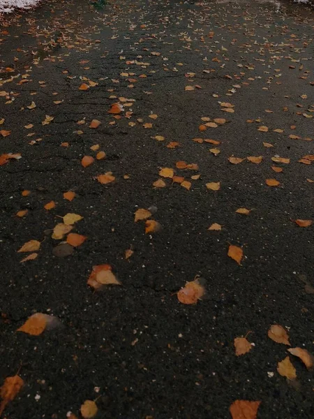 Падшие Осенние Листья Мокром Асфальте — стоковое фото