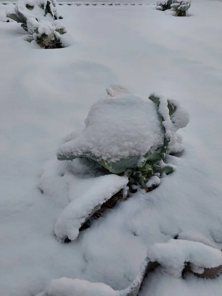 Первый Снег Накрыл Землю — стоковое фото