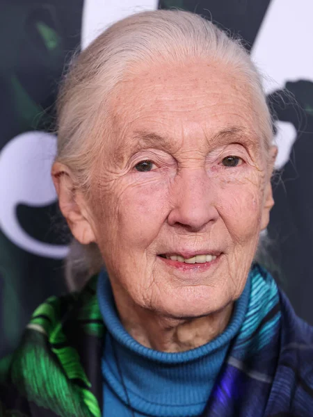 stock image Dr. Jane Goodall arrives at the Los Angeles Premiere Of Apple TV+ Original Series 'Jane' Season 1 held at the California Science Center on April 14, 2023 in Los Angeles