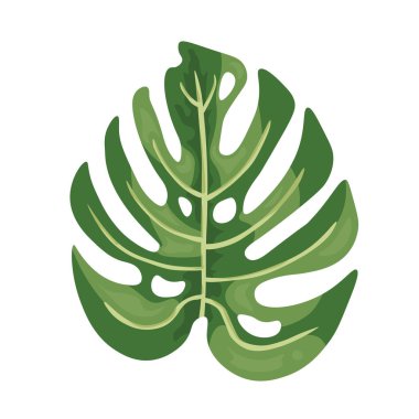 Canavar yaprağı. Vektör clipart, izole edilmiş arkaplan ile illüstrasyon.