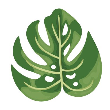 Canavar yaprağı. Vektör clipart, izole edilmiş arkaplan ile illüstrasyon.