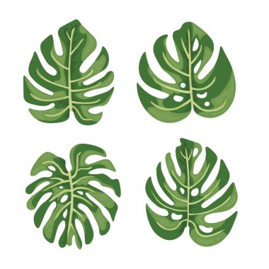 Canavar yaprağı. Vektör clipart, izole edilmiş arkaplan ile illüstrasyon.