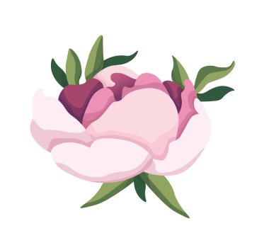 Pembe şakayık. Vektör clipart, izole edilmiş arkaplan ile illüstrasyon.