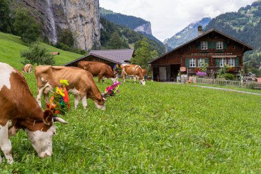 LAUTERBRUNNEN, SWITZERLAND - SEPTEMBER 23, 2023: cows with floral ceremonial decorations grazing in front or old farm house with Swiss alps on the background. clipart