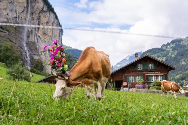 LAUTERBRUNNEN, SWITZERLAND - SEPTEMBER 23, 2023: cows with floral ceremonial decorations grazing in front or old farm house with Swiss alps on the background. clipart