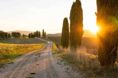 İtalya 'nın Toskana şehrinde günbatımında selvi ağaçları olan kırsal yol. Yükselen güneşin sarı ışığı ağaç dallarının arasından geçiyor.