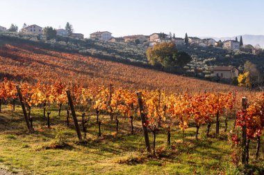 İtalya, Umbria 'daki Montefalco' nun üzüm bağları ve tepe köyü ile sonbahar manzarası. Sarı üzüm yaprakları gündoğumu güneşiyle aydınlanır.