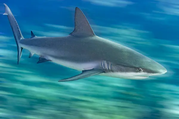 Caribbean Reef Shark Carcharhinus Perezi Moving Quickly Coral Reef Motion — Stock Photo, Image