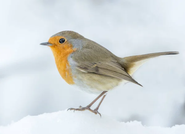 Robin Erithacus rubecula perched on snow in side profile. White background. Brecon, Wales, UK. December