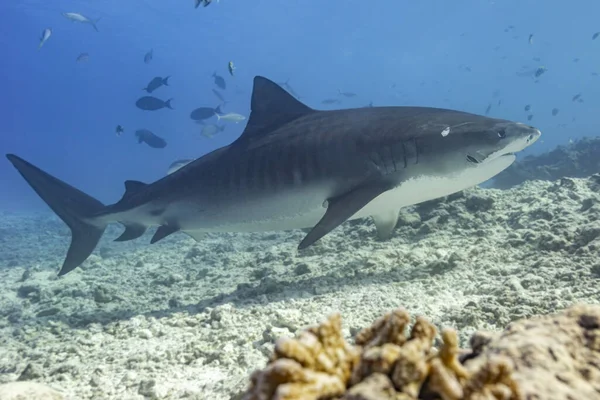 Žralok Tygří Galeocerdo Cuvier Bočním Profilu Korálem Popředí Fuvahmulah Maledivy — Stock fotografie