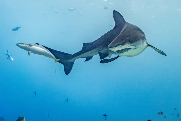 Тигровая Акула Galeocerdo Cuvier Поворачивается Камере Открытым Ртом Рыбой Поблизости — стоковое фото