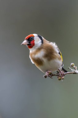 Bir saka kuşu. Bu sahne mevsimsel yenilenmenin özünü ve doğanın güzelliğini en basit haliyle yakalar. İlkbaharın sükunetini ve zarafetini göstermek için mükemmel. Devon, İngiltere, Aralık