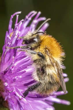 Canlı bir kart arısı Bombus pascuorum özenle knapweed Centaurea nigra tozlaştırıyor. Biyolojik çeşitliliği, ekolojik uyumu ve kır çiçeklerinin güzelliğini göstermek için mükemmel.