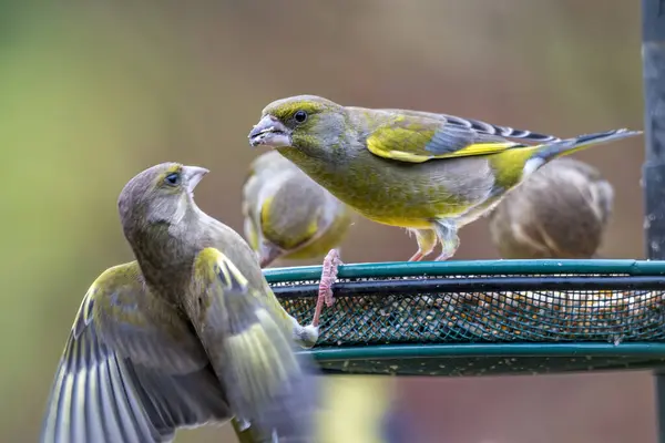 Tense Moment Captured Two Greenfinches Confront Each Other Bird Feeder — Stock Photo, Image