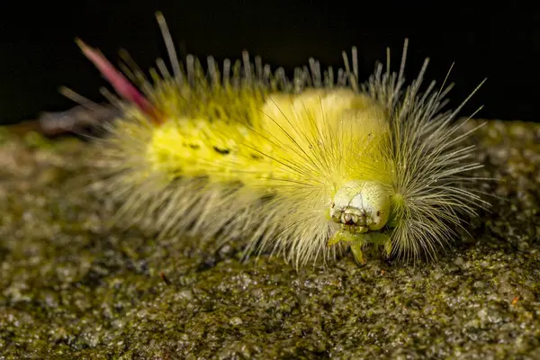Discover Mesmerizing World Pale Tussock Moth Caterpillar Close Perfect Illustrating — Stock Photo, Image