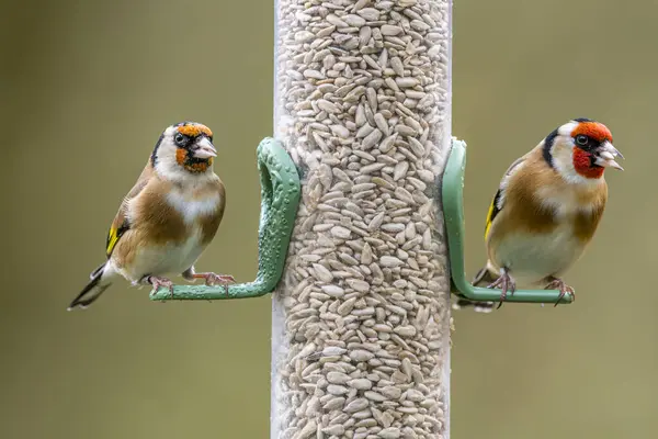 Momento Delicioso Capturado Como Dois Goldfinches Vibrantes Desfrutar Sementes Coração — Fotografia de Stock