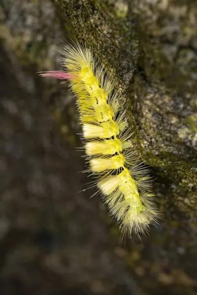 Close Side View Fluffy Pale Tussock Moth Caterpillar Image Showcases — Stock Photo, Image