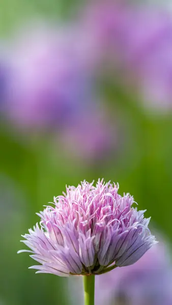 Ein Fesselndes Porträtbild Mit Einer Lebendigen Schnittlauchblume Vordergrund Und Einem — Stockfoto