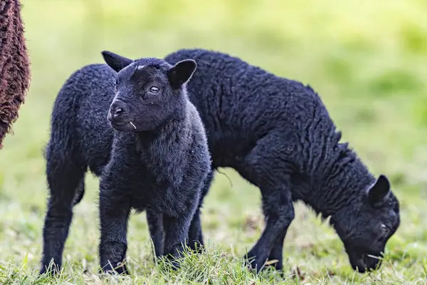 A charming scene of two black lambs peacefully grazing in a lush green field. This delightful image captures the beauty of rural life and the innocence of springtime on the farm. Llangynidr, March