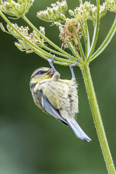 A delightful moment captured as a blue tit perches on a hogweed seed head, its tongue out in a playful expression. This charming image showcases the whimsical behavior of wildlife in the natural world